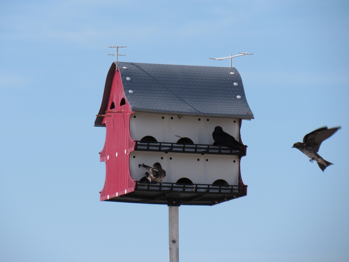 Purple Martin - ML240455391