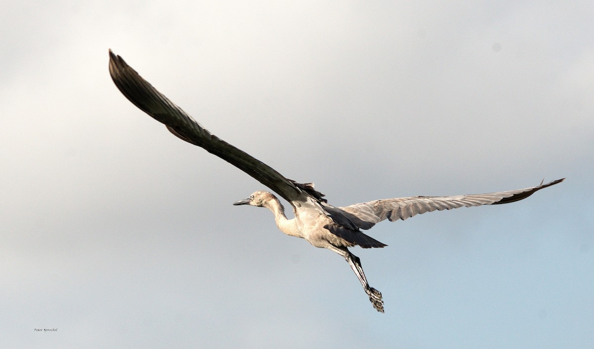 Reddish Egret - ML240456111