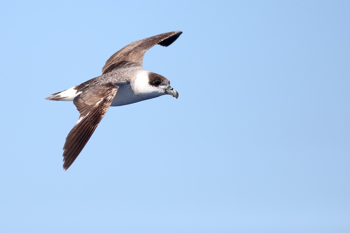 Black-capped Petrel - ML240456681