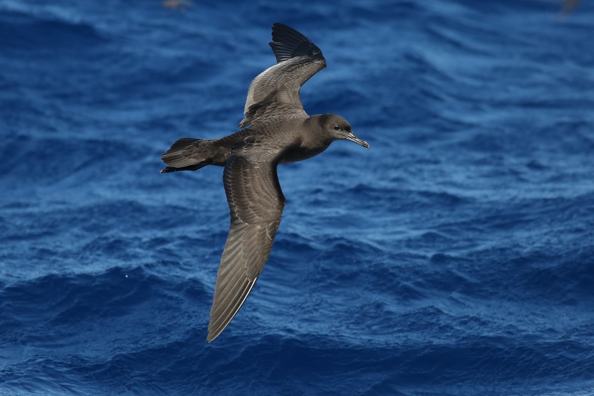 Sooty Shearwater - ML240456941