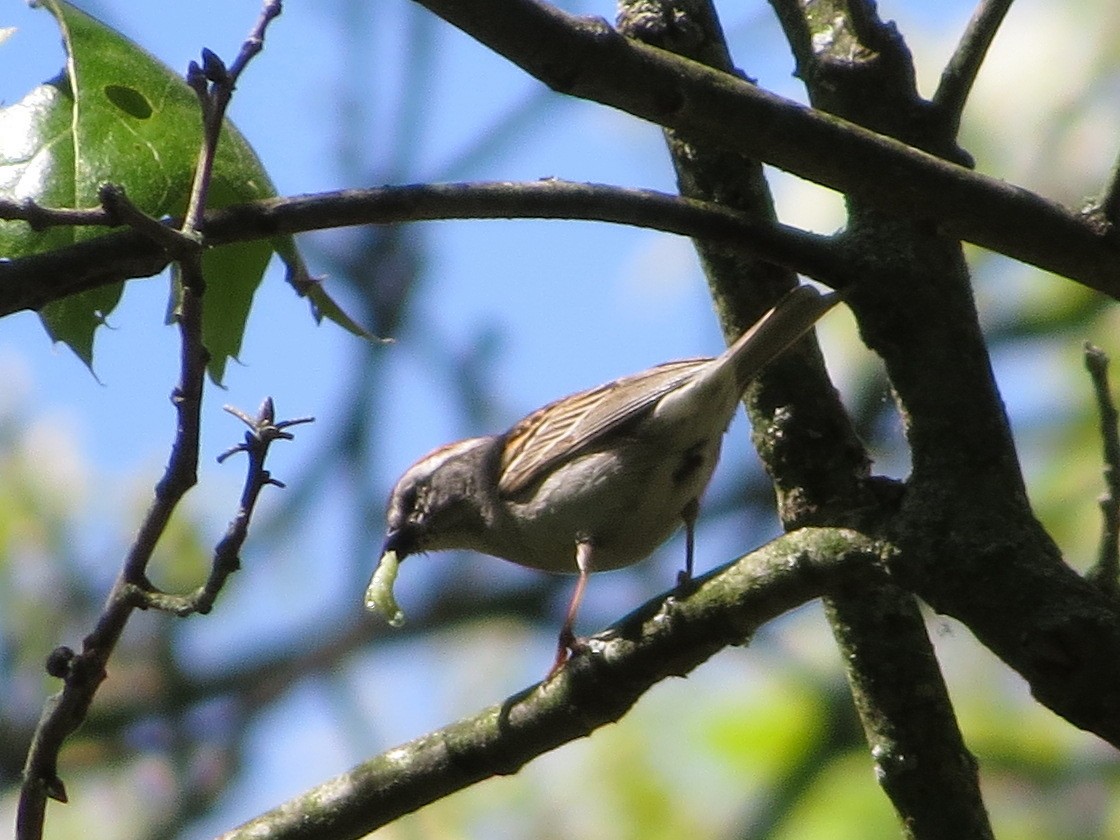 Chipping Sparrow - ML240457401