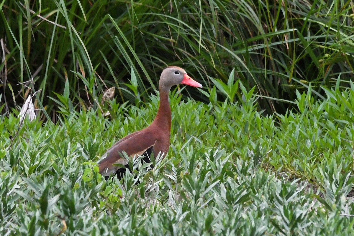Black-bellied Whistling-Duck - Lila Theis