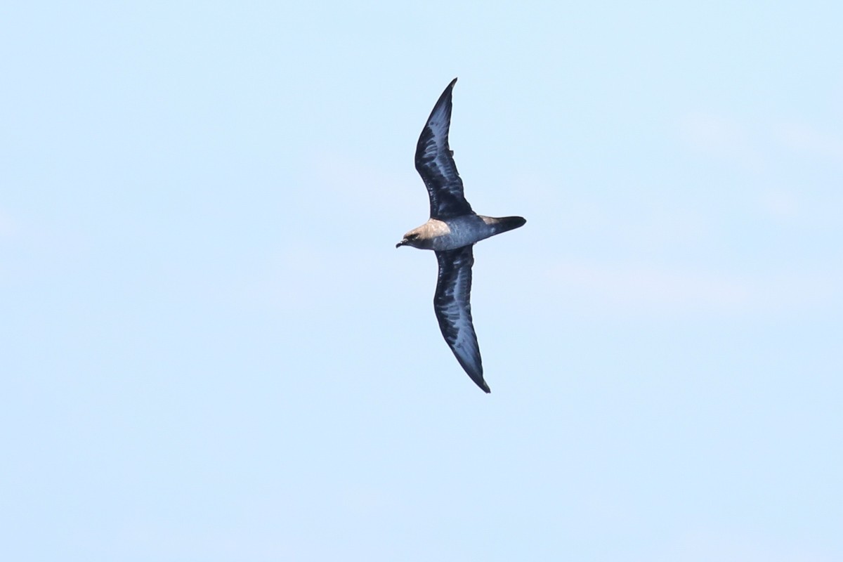 Petrel de Trinidad - ML240458221