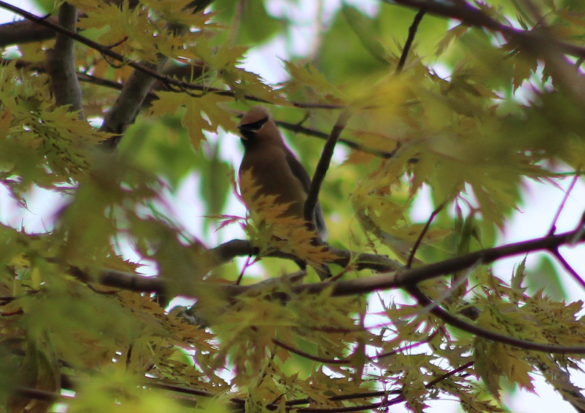 Cedar Waxwing - ML240458861