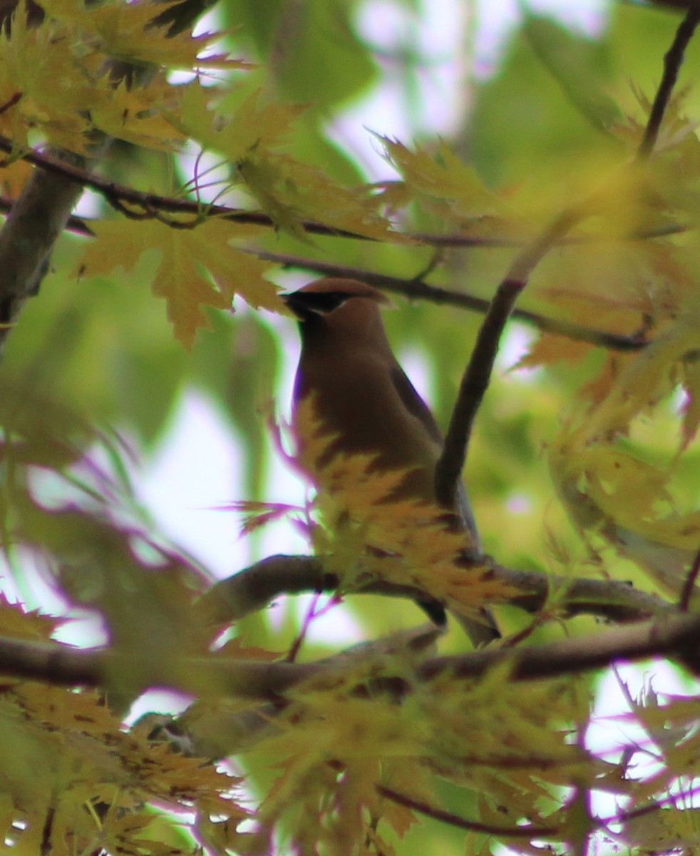 Cedar Waxwing - ML240458891