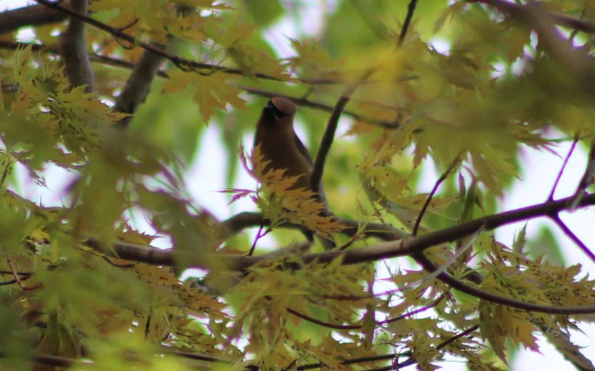 Cedar Waxwing - ML240458901