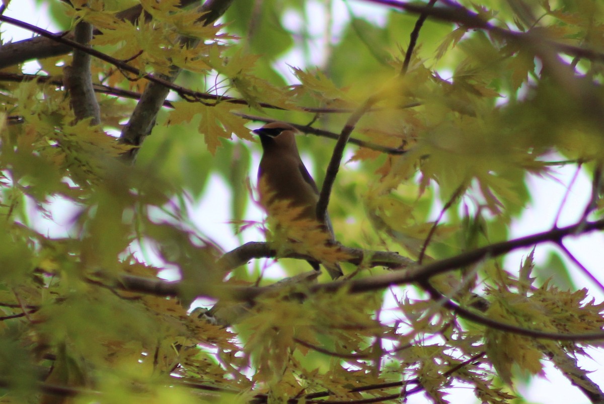 Cedar Waxwing - ML240459191