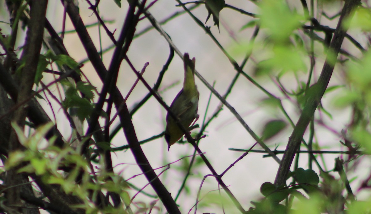 Common Yellowthroat - ML240459331