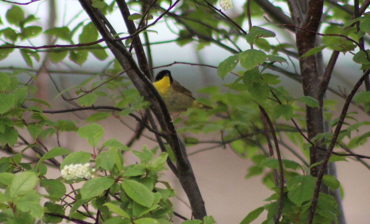 Common Yellowthroat - ML240459341