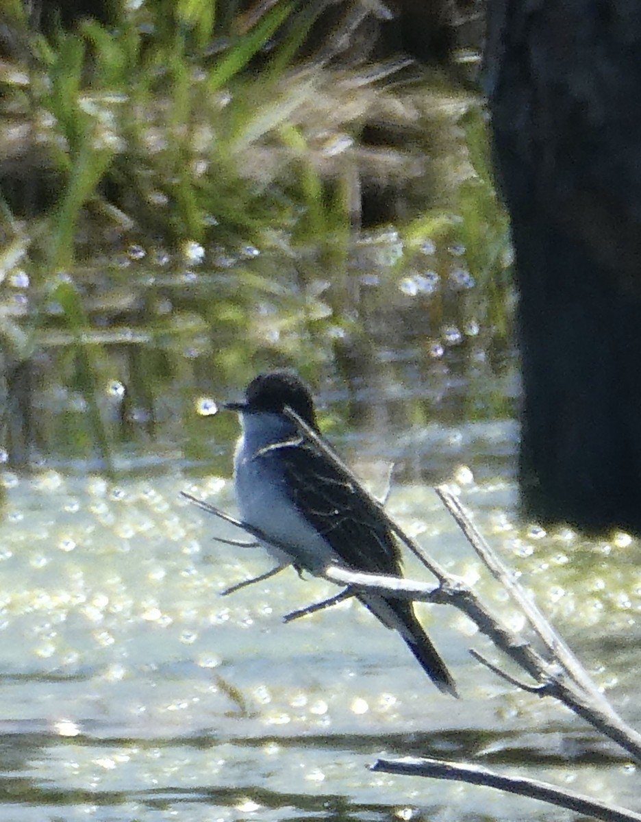 Eastern Kingbird - ML240459871