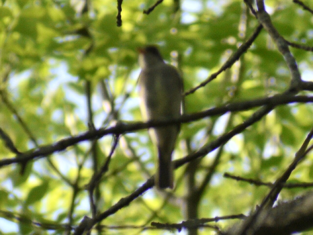 Eastern Wood-Pewee - ML240462011