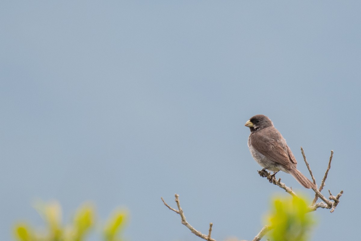 Double-collared Seedeater - ML240463471
