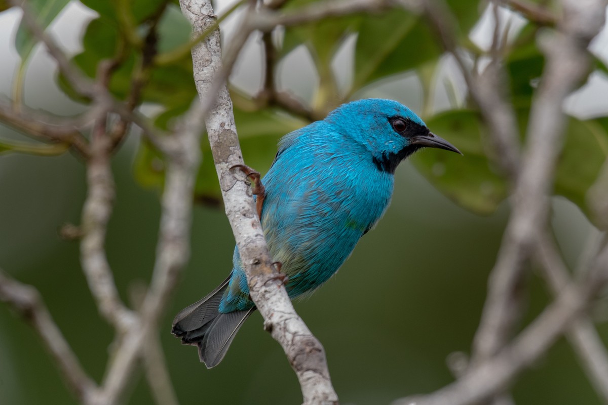 Blue Dacnis - ML240464371