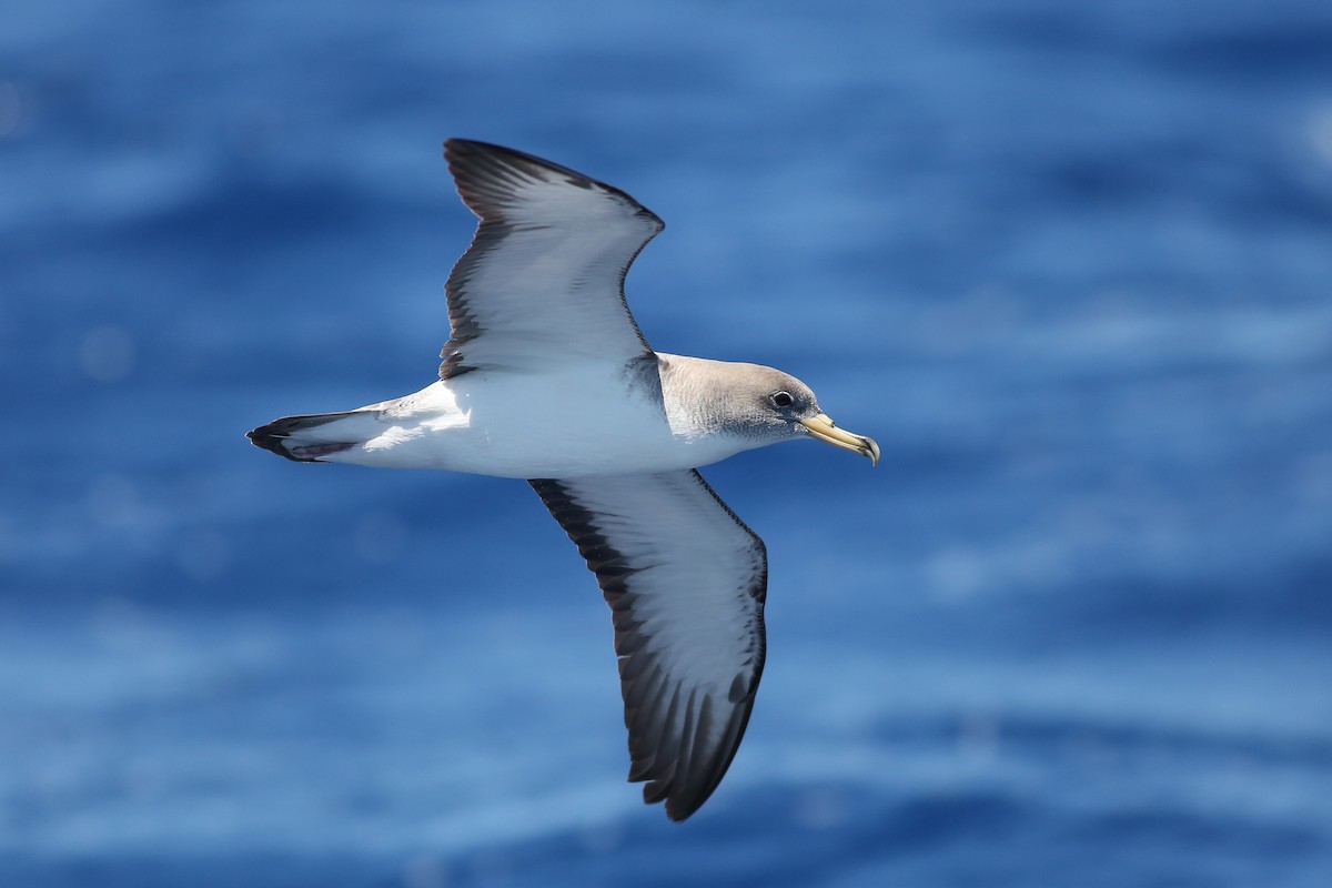 Cory's Shearwater (Scopoli's) - ML240464601