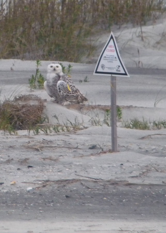 Snowy Owl - David Kirschke