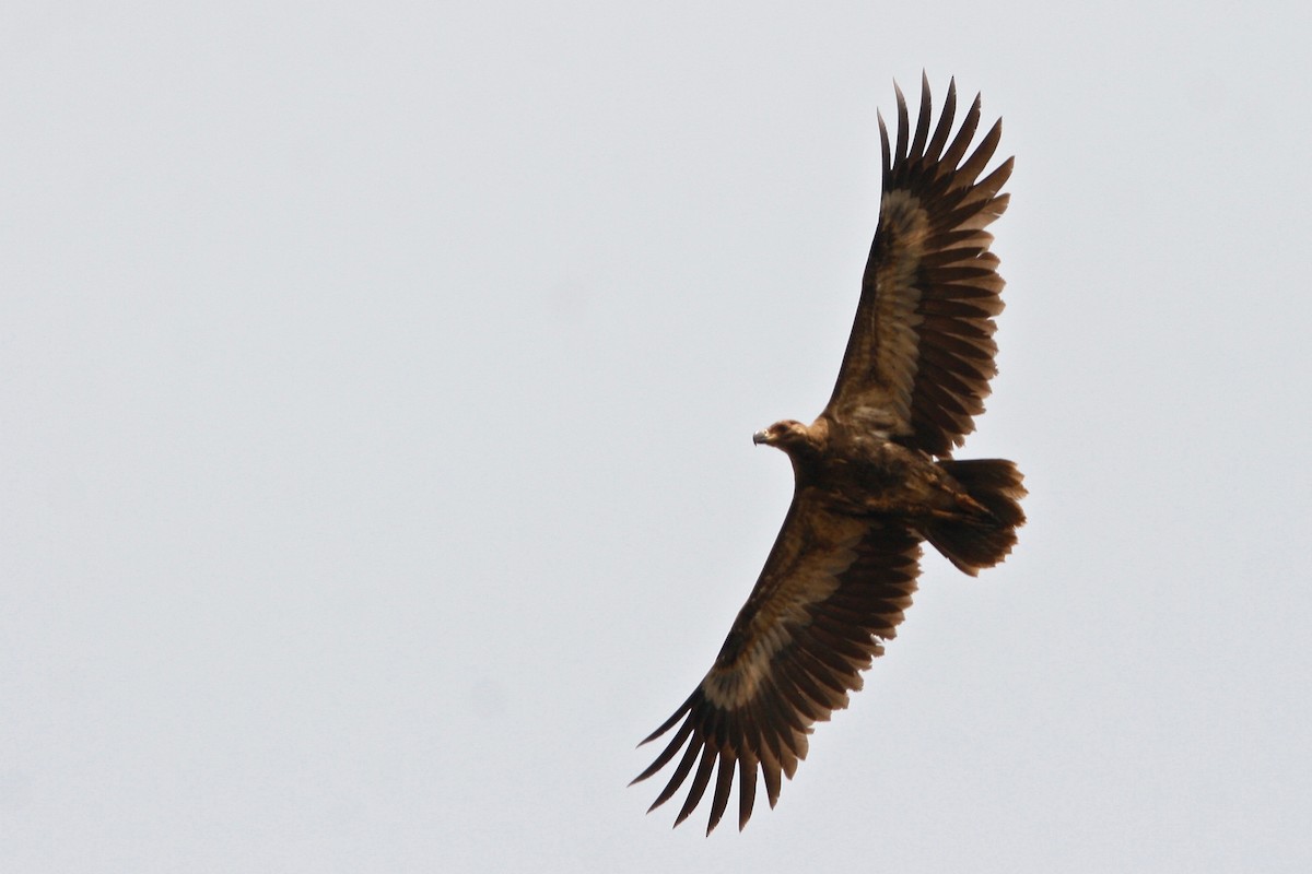 Palm-nut Vulture - Oscar Johnson