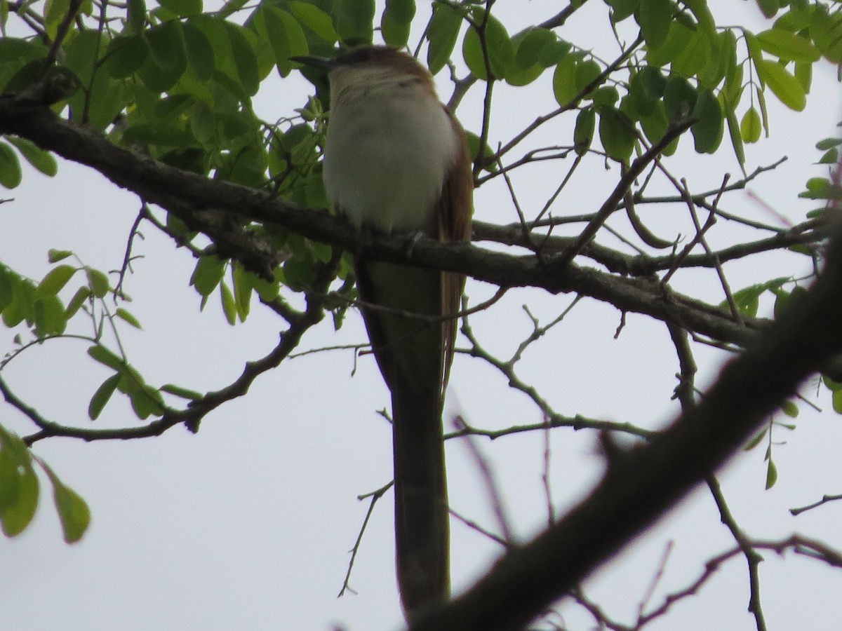 Black-billed Cuckoo - ML240467231