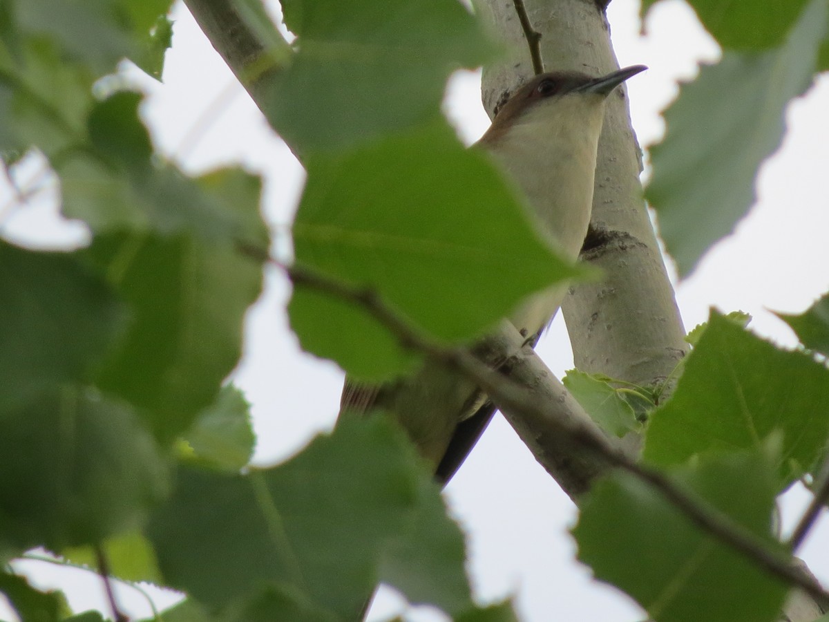 Black-billed Cuckoo - ML240467271