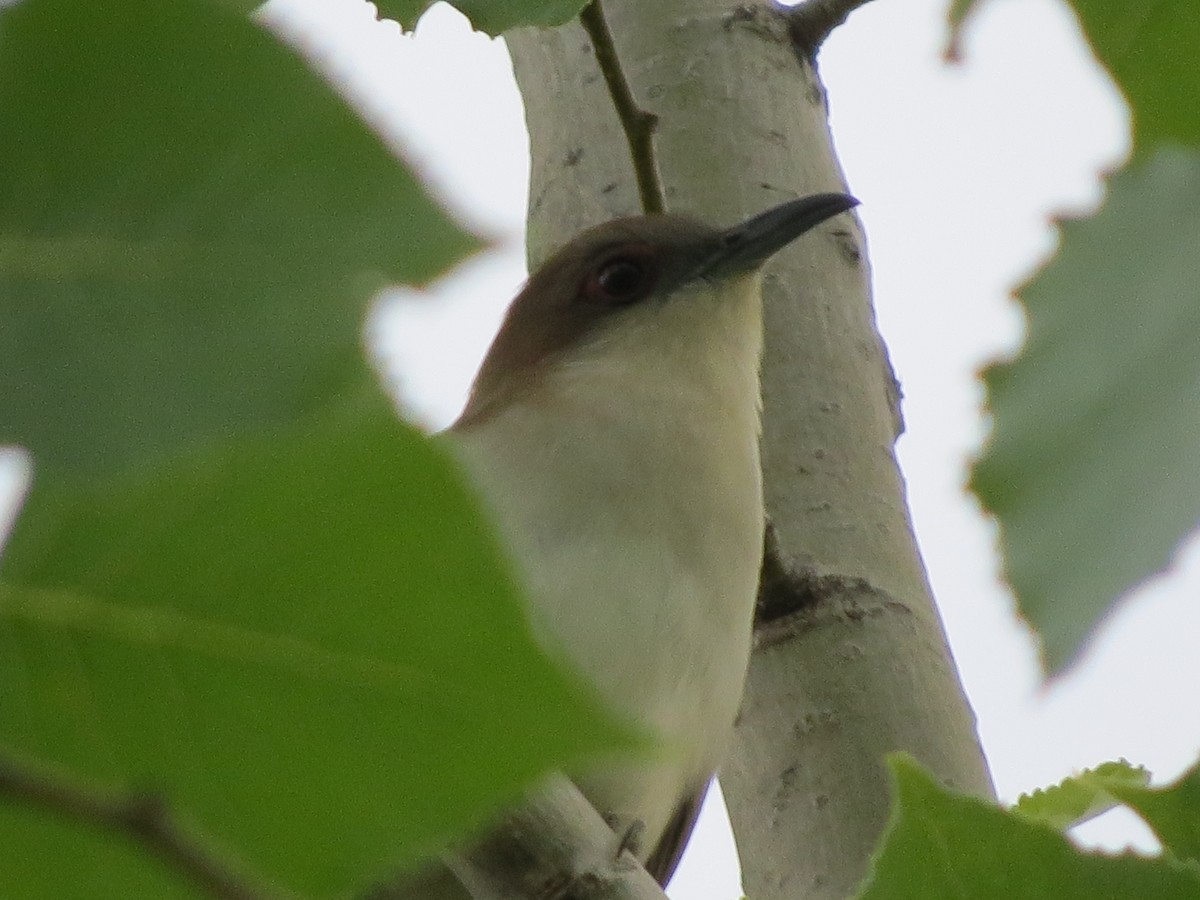 Black-billed Cuckoo - ML240467281