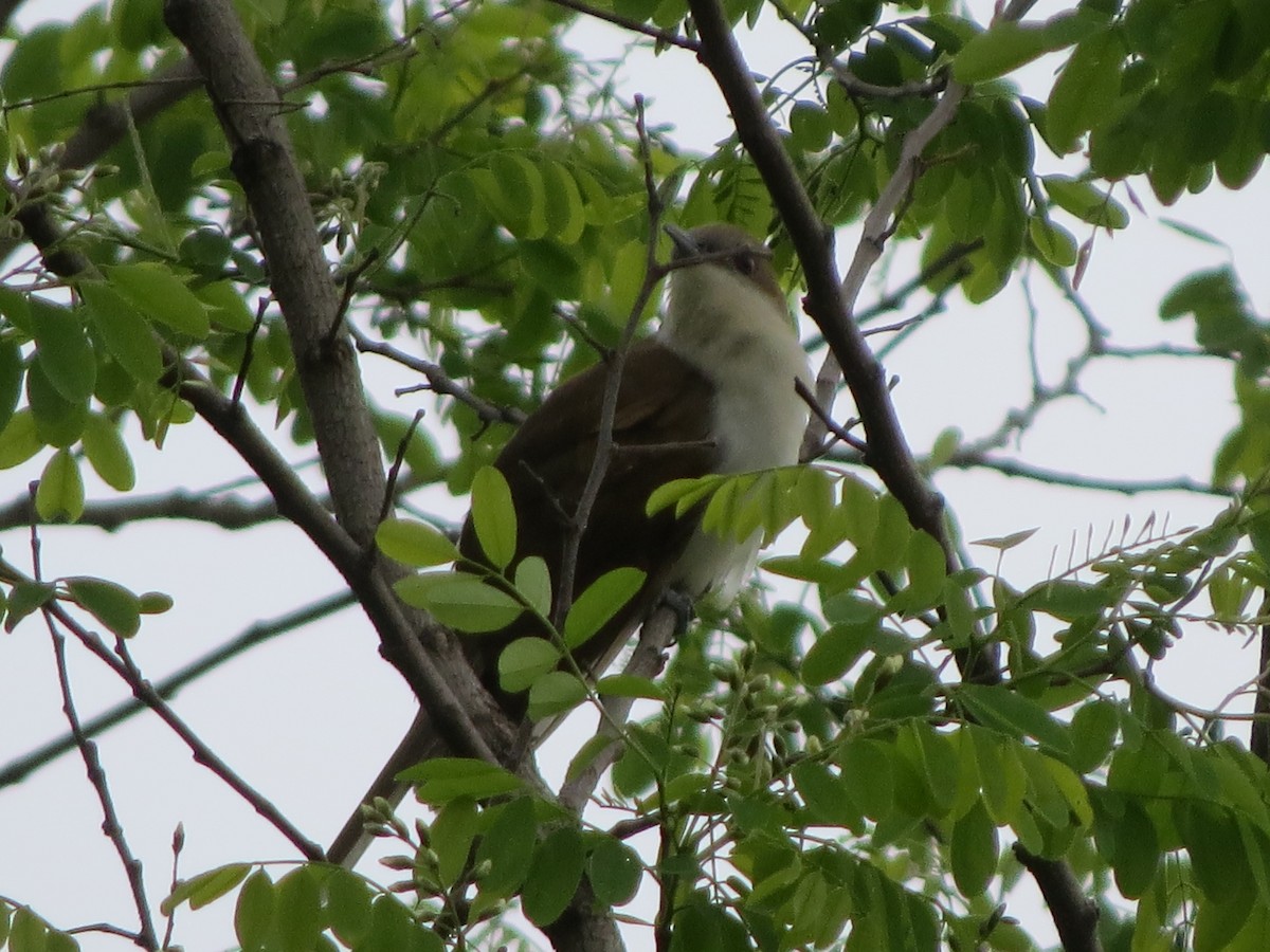 Black-billed Cuckoo - ML240467601