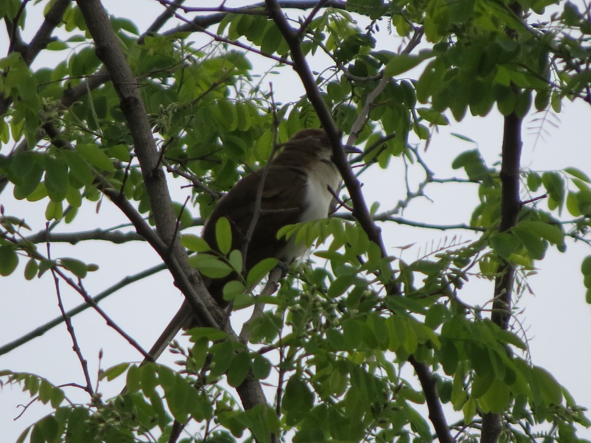 Black-billed Cuckoo - ML240467771