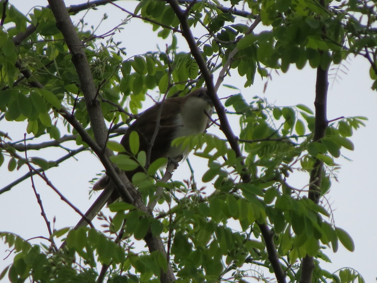 Black-billed Cuckoo - ML240467781