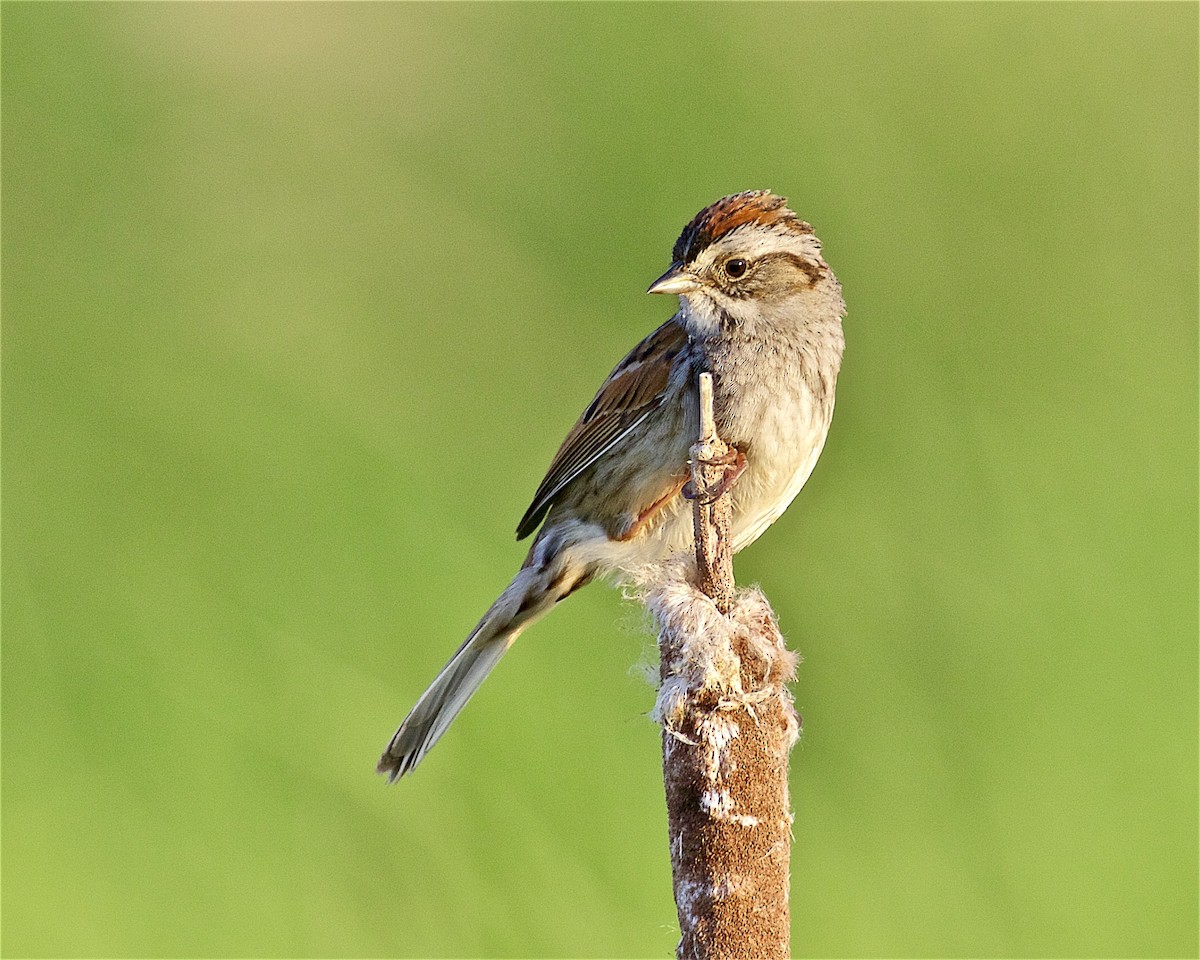 Swamp Sparrow - Jack & Holly Bartholmai