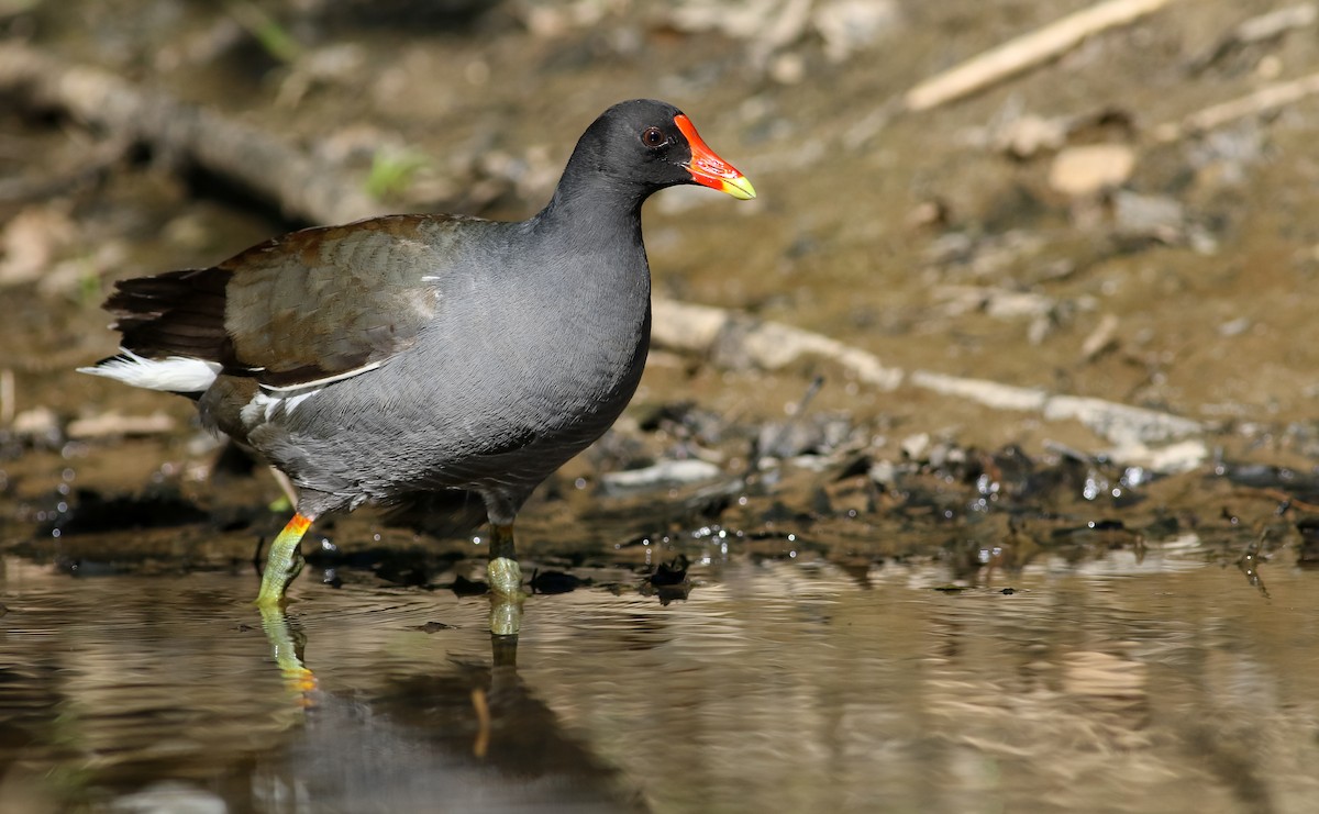 Common Gallinule - ML240468451