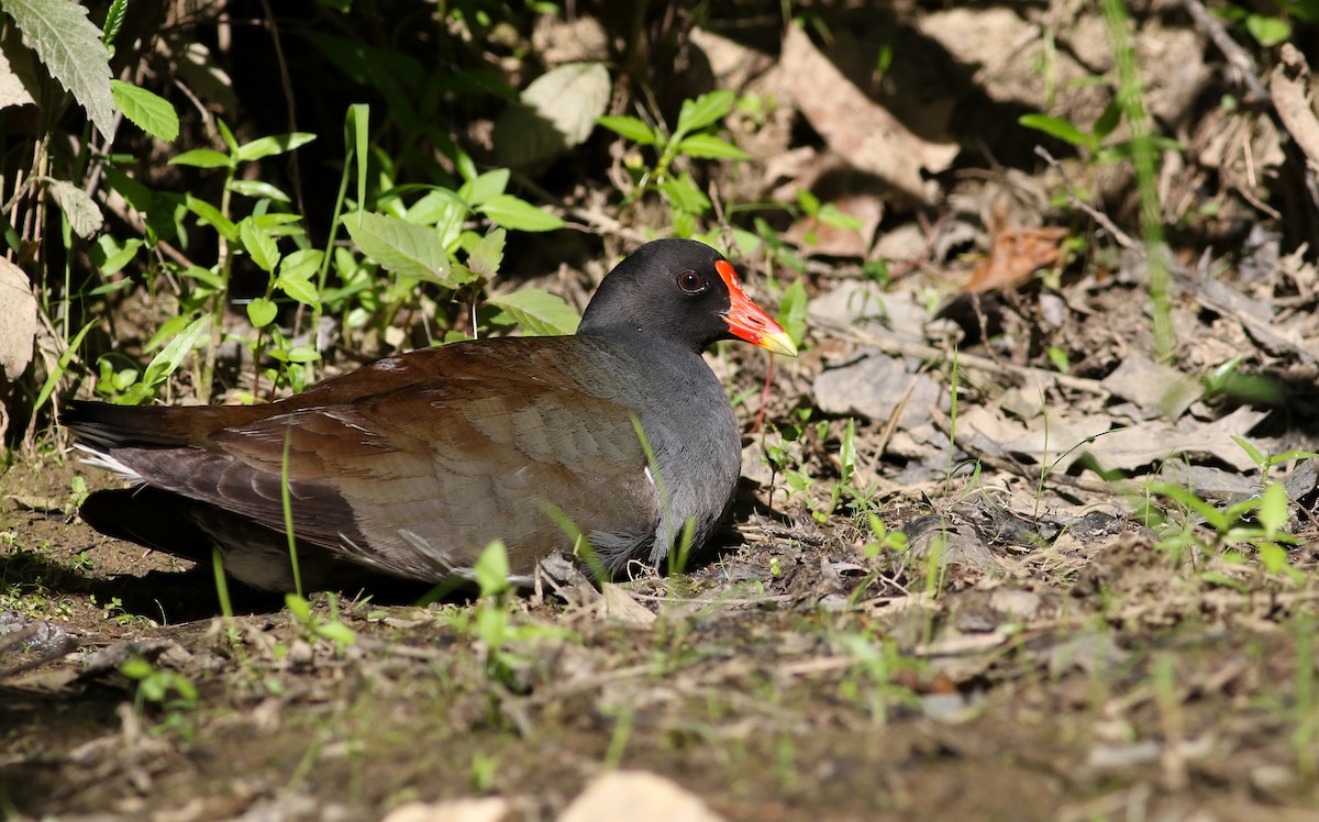 Common Gallinule - ML240468531