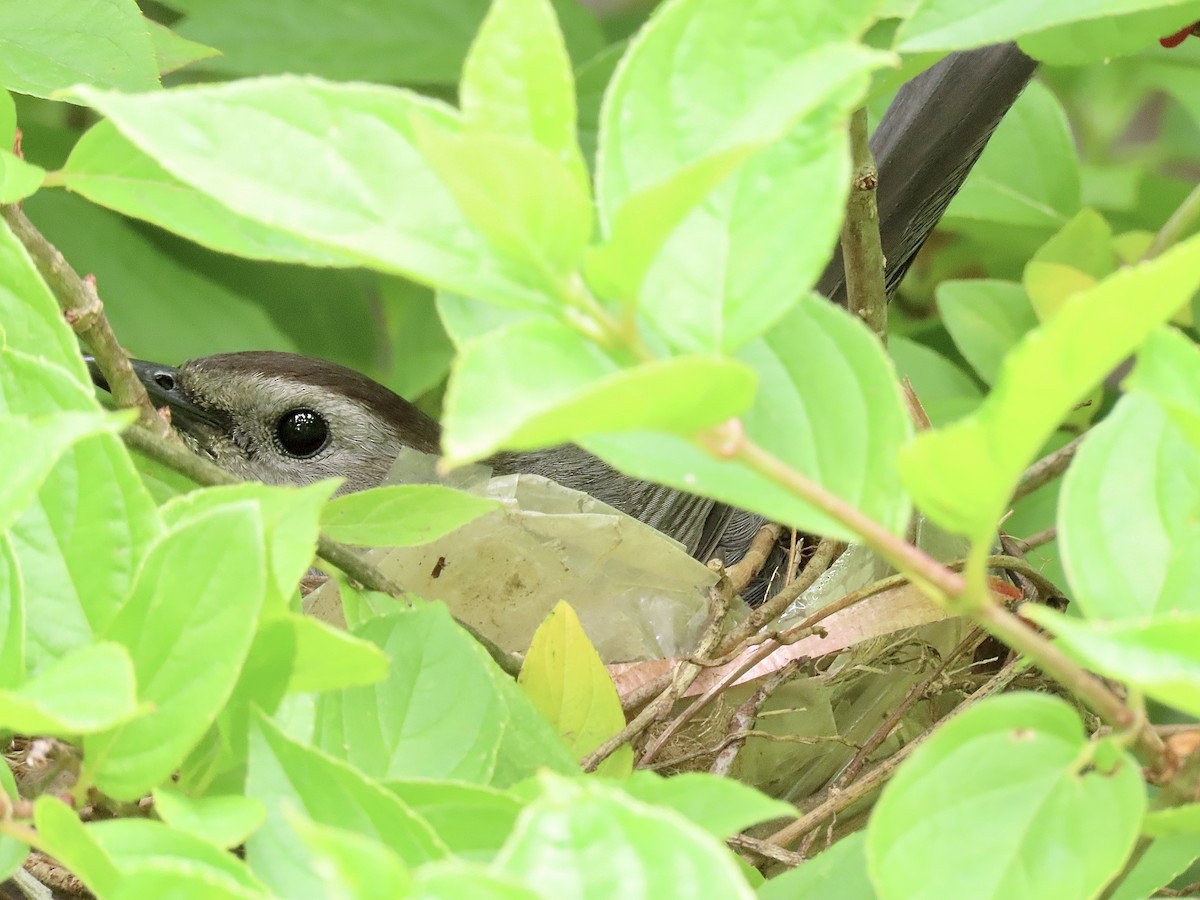 Gray Catbird - Quinn Emmering