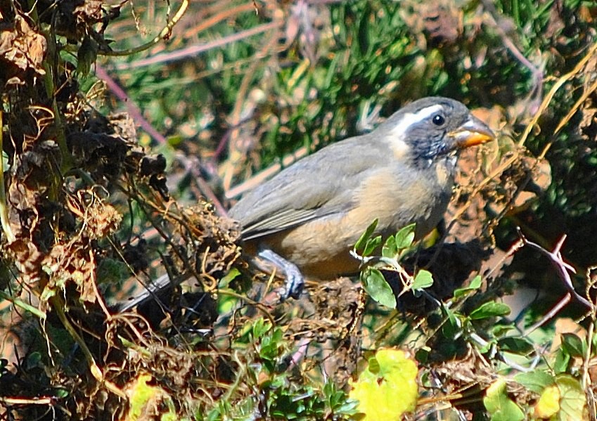 Golden-billed Saltator - matias Ebel