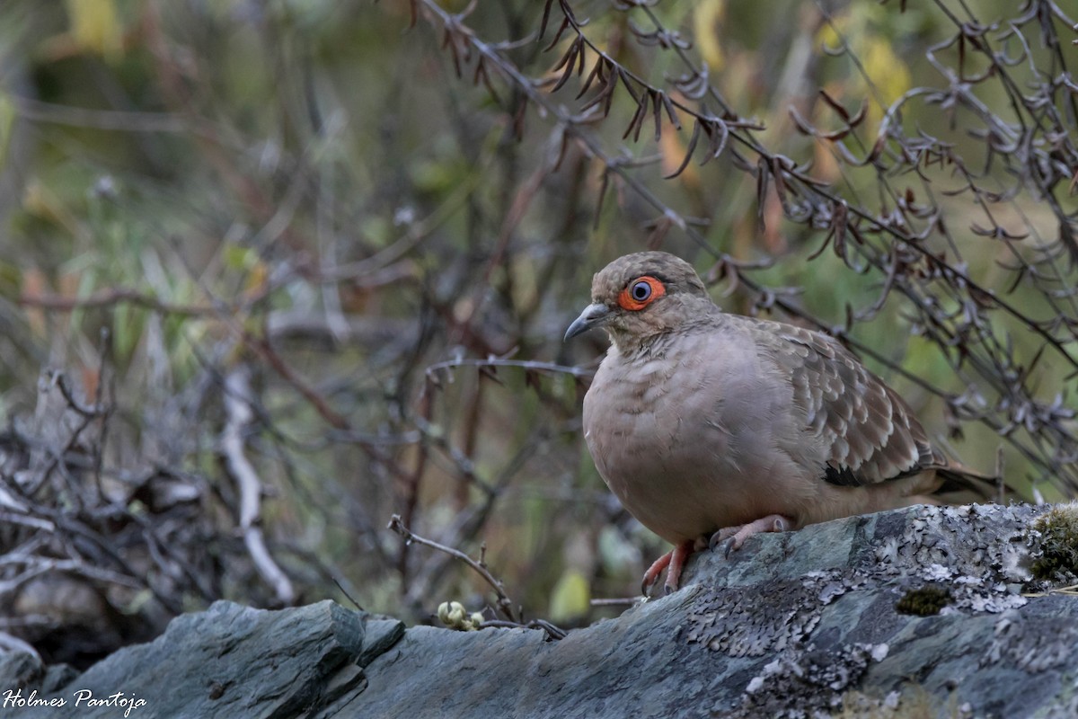 Bare-faced Ground Dove - Holmes Pantoja