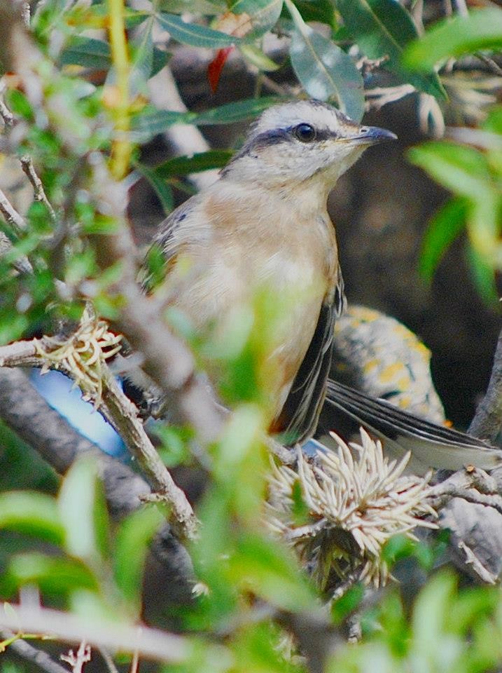 Chalk-browed Mockingbird - matias Ebel