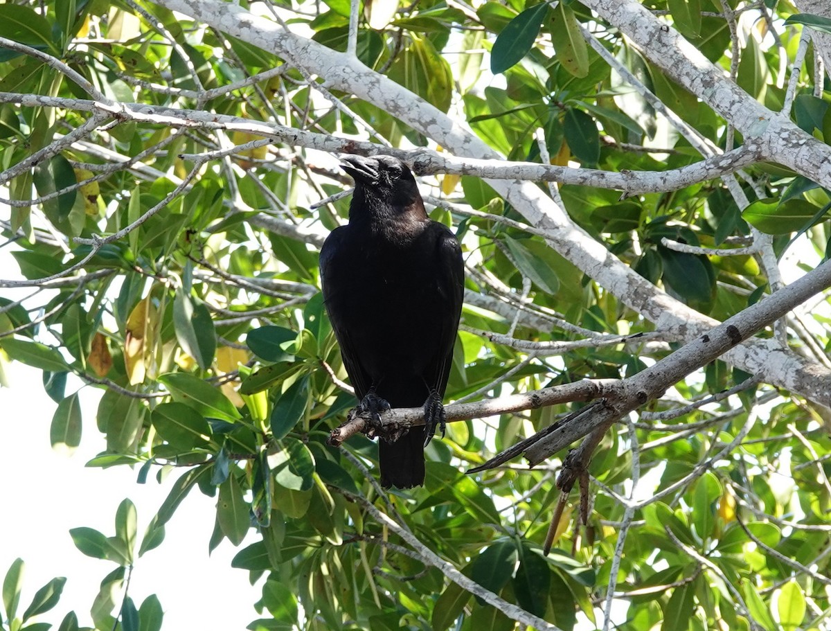 American Crow - ML240469991