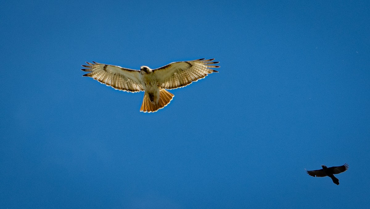 Red-tailed Hawk - ML240474031