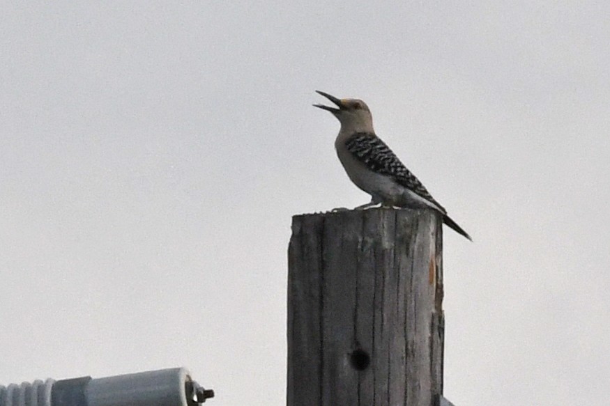 Golden-fronted Woodpecker - ML240474821