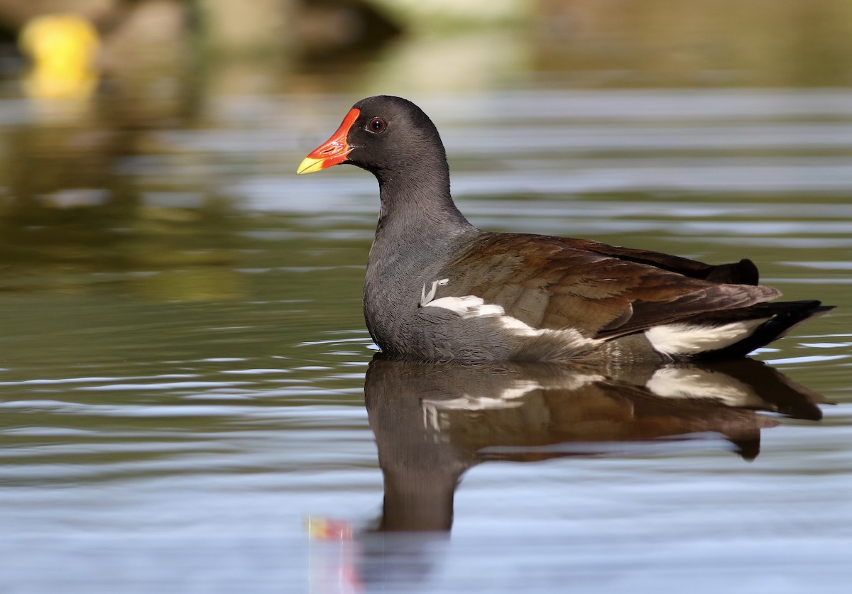 Common Gallinule - ML240475101