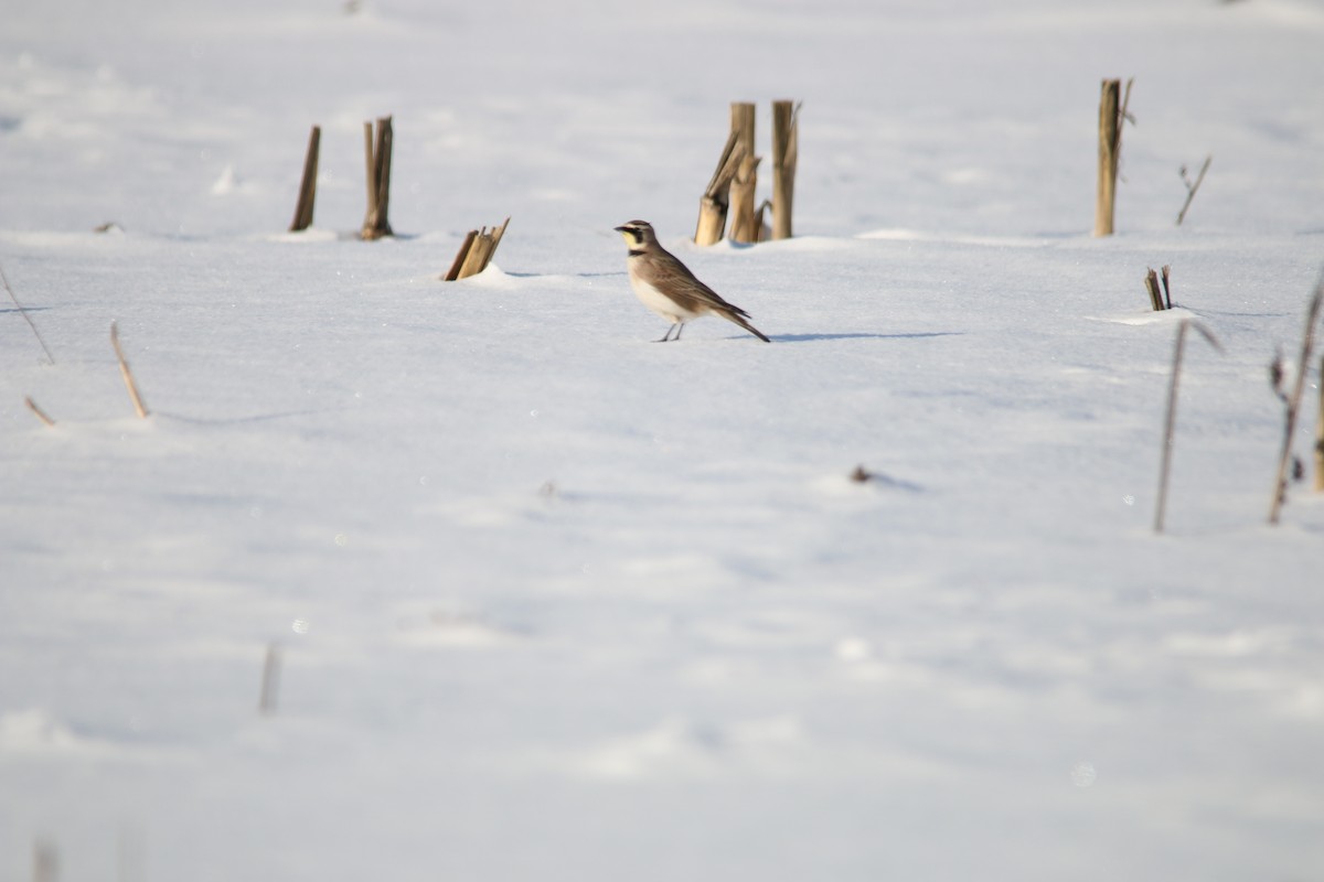 Horned Lark - ML24047511