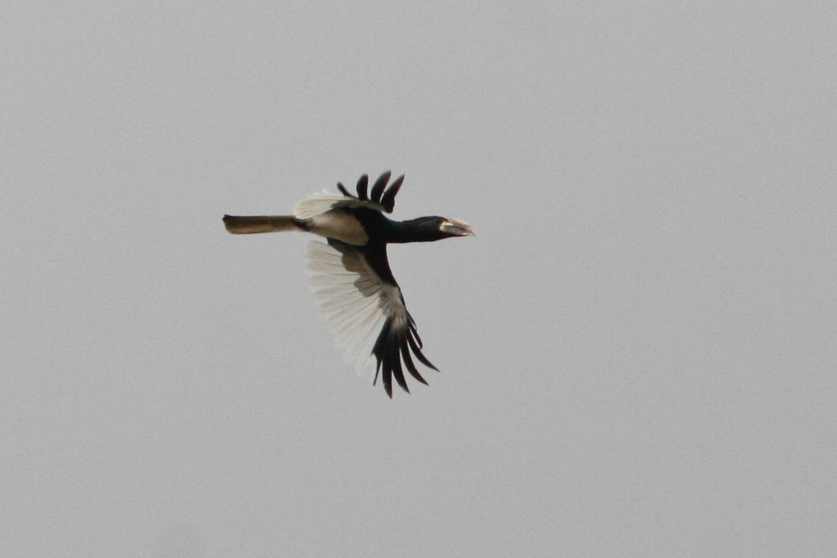 Piping Hornbill - ML24047591