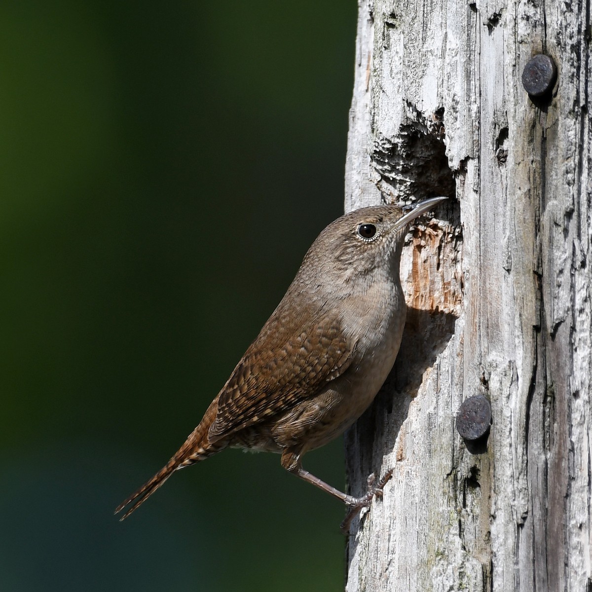 House Wren - Don Keffer