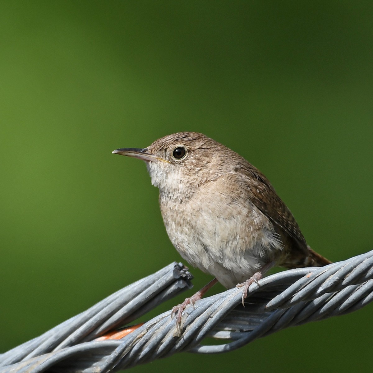 Northern House Wren - ML240478091