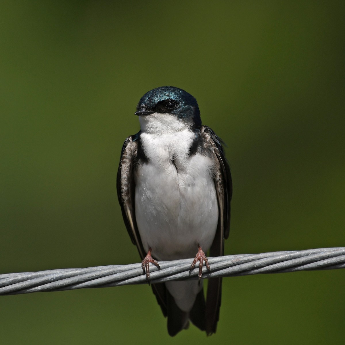 Tree Swallow - ML240478281