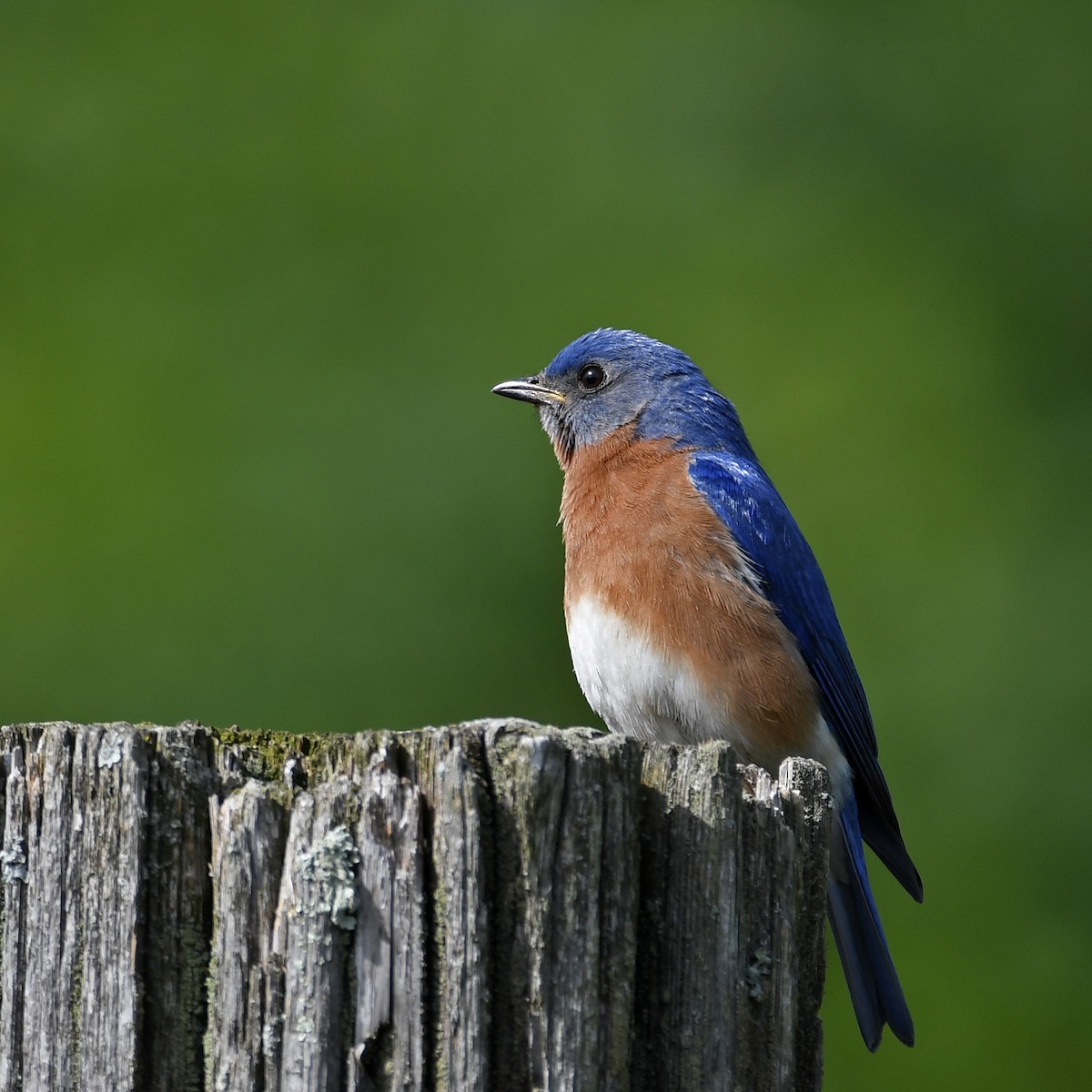 Eastern Bluebird - ML240478441