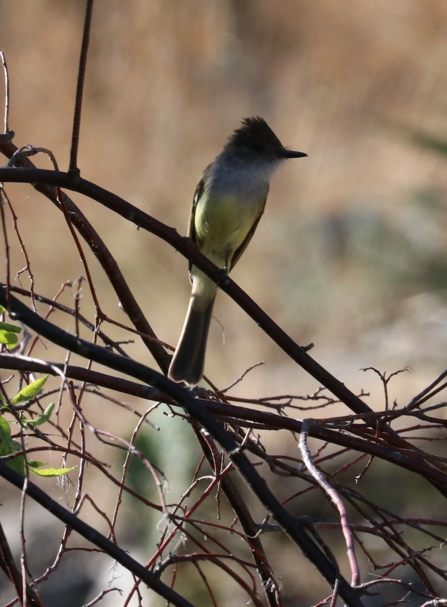 Dusky-capped Flycatcher - ML240478801