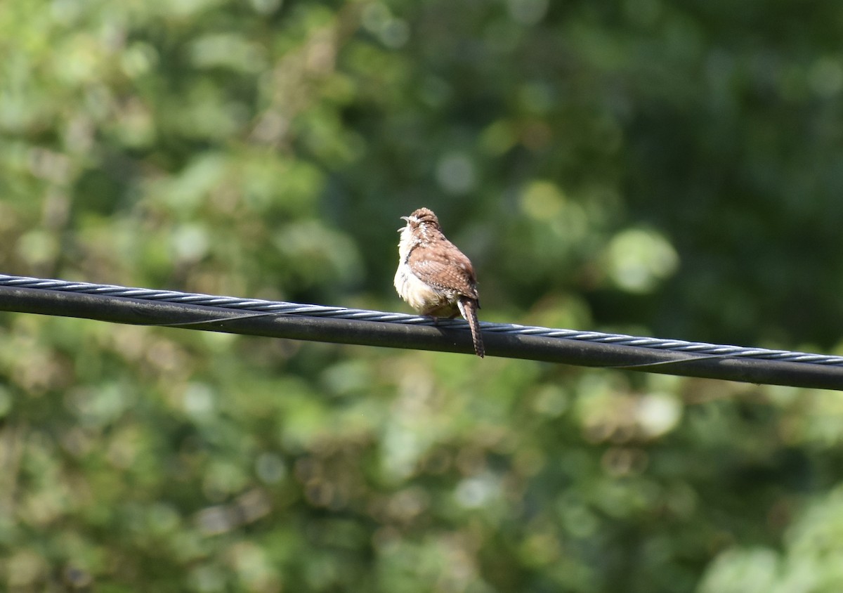 Carolina Wren - ML240479181