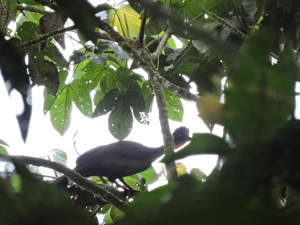 Crested Guan - ML240480131