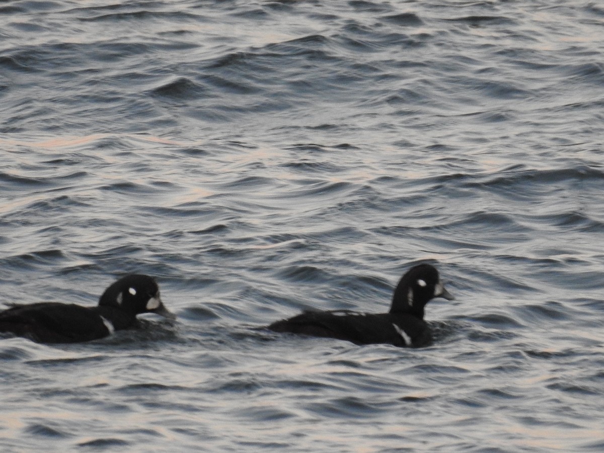 Harlequin Duck - ML24048291