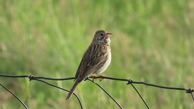 Vesper Sparrow - ML240483291