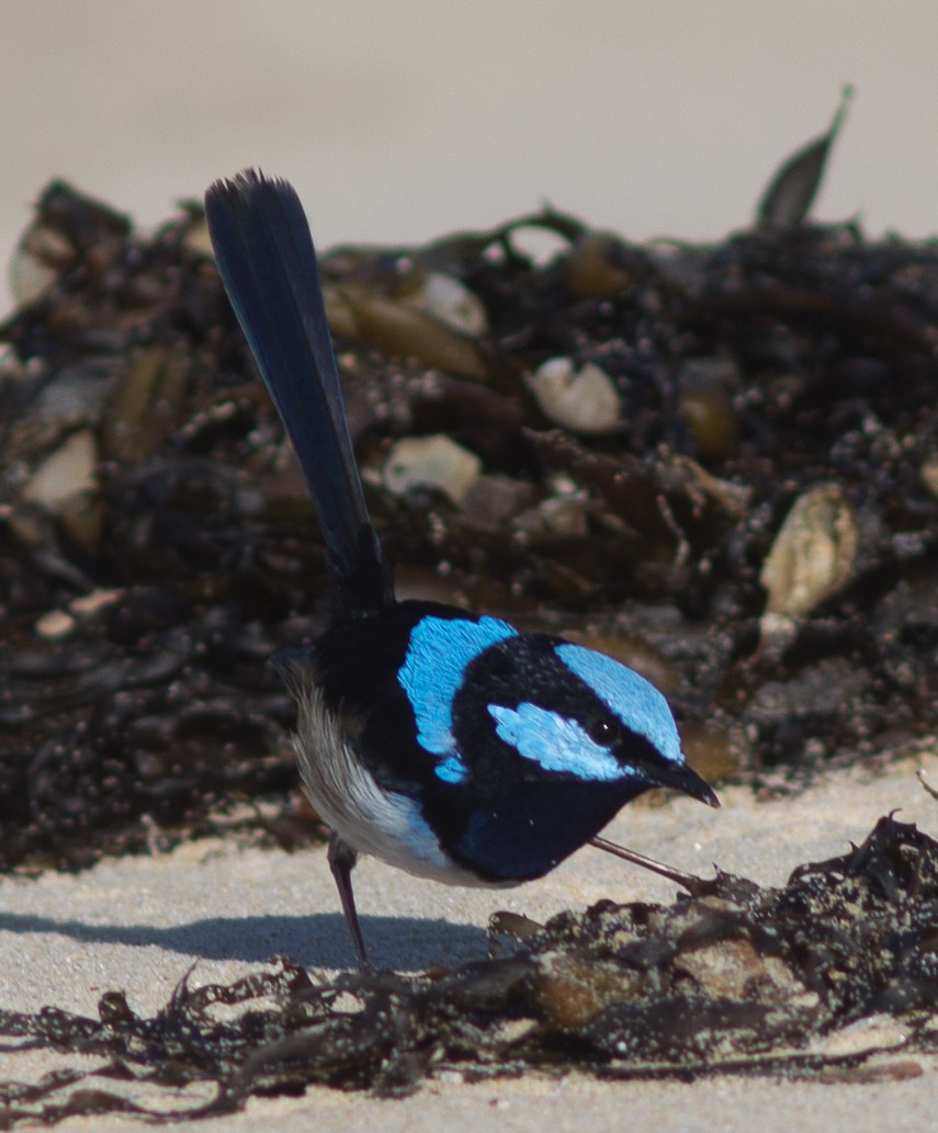 Superb Fairywren - ML240485901