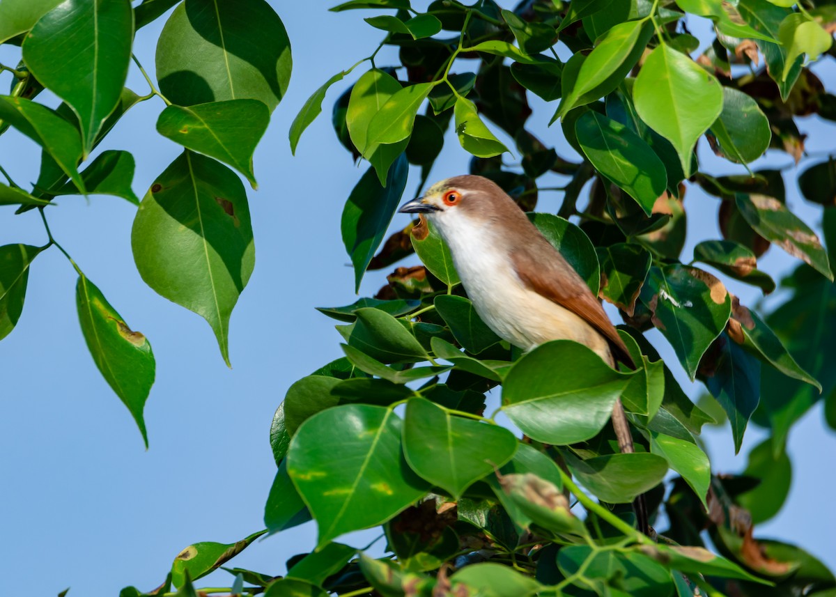 Yellow-eyed Babbler - ML240486131